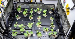 মহাকাশে নাসার বিজ্ঞানীদের মুলা চাষ মহাকাশে নাসার বিজ্ঞানীদের মুলা চাষ