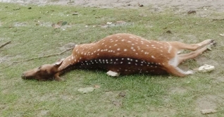‘ইয়াস’ তাণ্ডবের পর ভেসে এলো তিনটি মৃত হরিণ