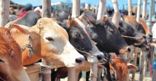 বিশেষ ট্রেনে ঢাকায় আসবে কোরবানির পশু