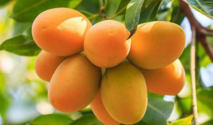 রাজশাহী থেকে ঢাকায় আম আনতে কাল থেকে বিশেষ ট্রেন