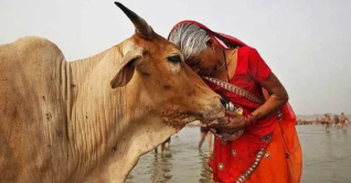 বিধি-নিষেধে বিপাকে পশ্চিমবঙ্গের পশু খামারিরা