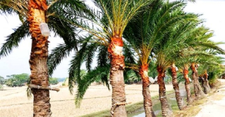 নিঝুম দ্বীপের খেজুর রস-গুড় যাচ্ছে বিভিন্ন অঞ্চলে