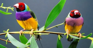 সুন্দর পাখি অস্ট্রেলিয়ান গোল্ডিয়ান ফিঞ্চ