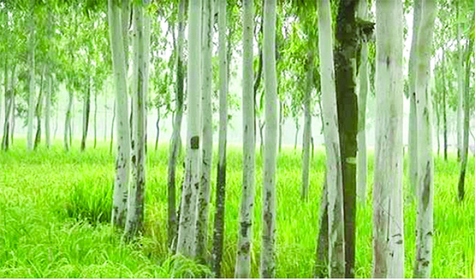 ফাইল ছবি।