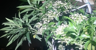 তারাক্ষ্যাপা এবং একগুচ্ছ হাসনুহানার স্মৃতি