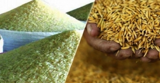 ২৭ টাকায় ধান ও ৪০ টাকায় চাল কিনবে সরকার ২৭ টাকায় ধান ও ৪০ টাকায় চাল কিনবে সরকার