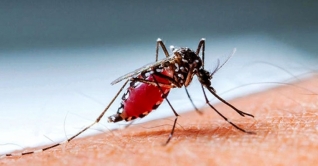 ডেঙ্গু মোকাবিলায় ঢাকা উত্তর সিটির ছুটি বাতিল
