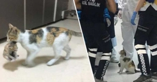 অসুস্থ বাচ্চাকে নিয়ে হাসপাতালে হাজির বিড়াল