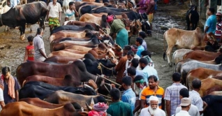 এবার কোরবানির পশুর হাট বসবে ঢাকার ২৪ স্থানে