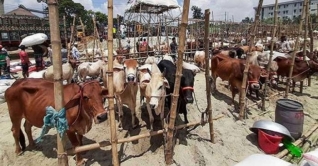 কোরবানির ১৩ পশুর হাট বাতিল করলো ডিএসসিসি