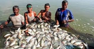চাহিদার বেশি মাছ উৎপাদন করছে ফেনীর মৎস্যজীবীরা