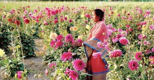 গদখালিতে ২৫ কোটি টাকার ফুল বিক্রির সম্ভাবনা গদখালিতে ২৫ কোটি টাকার ফুল বিক্রির সম্ভাবনা