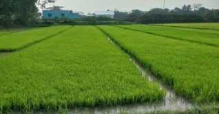 জনপ্রিয় হচ্ছে আদর্শ বীজতলা