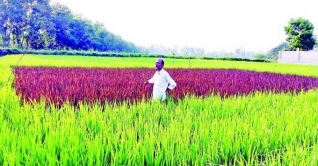 কালো ধান চাষে সফল কুমিল্লার মনজুর হোসেন কালো ধান চাষে সফল কুমিল্লার মনজুর হোসেন