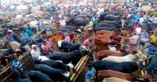 ঈদে ৯০,৯৩,২৪২টি গবাদিপশু কোরবানি হয়েছে