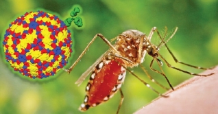 ডেঙ্গুজ্বর কি ও কেন হয়? ডেঙ্গুজ্বর কি ও কেন হয়?