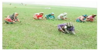 বাংলাদেশের কৃষিতে নারীর নীরব বিপ্লব, নেই স্বীকৃতি
