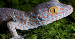 কোটি টাকা মূল্যের তক্ষকসহ এক পাচারকারী আটক