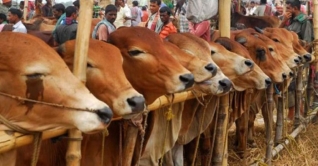 সড়ক-মহাসড়কের পাশে পশুর হাট নয়: সেতুমন্ত্রী সড়ক-মহাসড়কের পাশে পশুর হাট নয়: সেতুমন্ত্রী