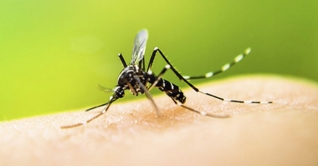 ডেঙ্গু রোগের কার্যকর ওষুধ আবিষ্কার করল বাংলাদেশ ডেঙ্গু রোগের কার্যকর ওষুধ আবিষ্কার করল বাংলাদেশ