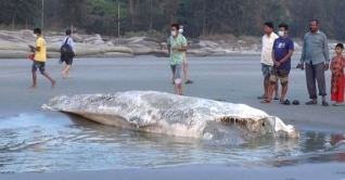 জোয়ারের পানিতে ভেসে উঠল বালি চাপা দেয়া তিমি