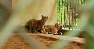 চিড়িয়াখানায় বাঘ পরিবারে নতুন অতিথি দুর্জয়-অবন্তিকা