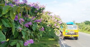 ঢাকা-চট্টগ্রাম মহাসড়কে সারি-সারি জারুল ফুটেছে