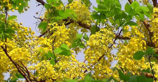 সোনালী রঙের ফুলে সেজেছে সোনালী গাছ