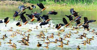 কুমিল্লা শহরে অতিথি পাখিতে মুখরিত পুকুর-দীঘি