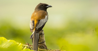 আয়রে পাখি লেজঝোলা, আয়রে হাঁড়িচাচা