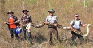 মানুষের দেখা সবচেয়ে বড় অজগর ধরা পড়লো ফ্লোরিডায়! মানুষের দেখা সবচেয়ে বড় অজগর ধরা পড়লো ফ্লোরিডায়!
