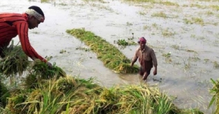 ফণীতে ক্ষতিগ্রস্ত ৬৩ হাজার হেক্টর জমির ফসল: কৃষিমন্ত্রী ফণীতে ক্ষতিগ্রস্ত ৬৩ হাজার হেক্টর জমির ফসল: কৃষিমন্ত্রী