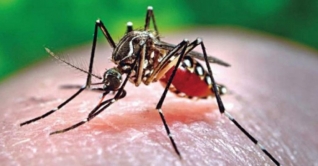 বরিশালে ডেঙ্গুতে আক্রান্ত ১৮১ জন