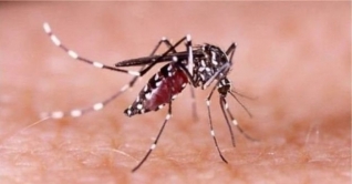 খুলনায় ডেঙ্গুতে প্রাণ গেল গৃহবধূর