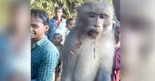 মৌলভীবাজারের বড়লেখায় বানরের মৃত্যুদণ্ড