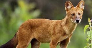 গুজরাটে ‘বাঘের মতো হিংস্র’ কুকুরের সন্ধান