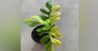 চারটি পাতার ছোট্ট গাছ, দাম পাঁচ লাখ টাকা! চারটি পাতার ছোট্ট গাছ, দাম পাঁচ লাখ টাকা!