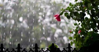 ঢাকায় প্রশান্তির বৃষ্টি