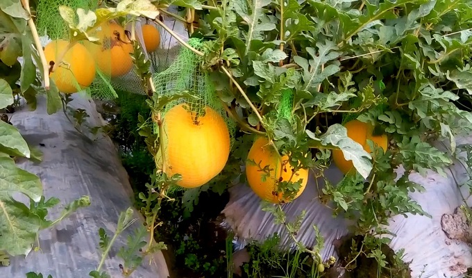 জয়পুরহাটে ইয়েলো বার্ড, মধুমালাসহ নানা প্রকার তরমুজ চাষ