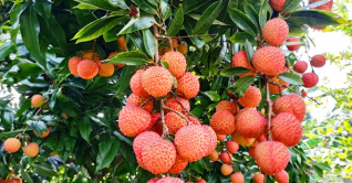 মেহেরপুরে ৩শ হেক্টর জমিতে লিচু চাষ