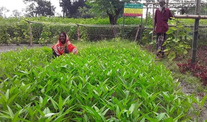আমিনা বেগম
