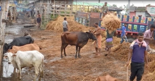 সারাদেশে বসছে দুই হাজার ৩৬২ পশুরহাট সারাদেশে বসছে দুই হাজার ৩৬২ পশুরহাট