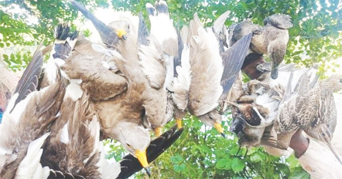 ছবি: সংগ্রহিত।