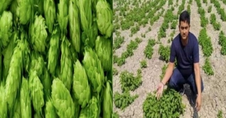 এক কেজি সবজির দাম লাখ টাকা!