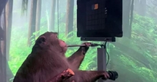 বানরকে দিয়ে ভিডিও গেম খেলিয়ে তাক লাগালেন এলন মাস্ক (ভিডিও) বানরকে দিয়ে ভিডিও গেম খেলিয়ে তাক লাগালেন এলন মাস্ক (ভিডিও)