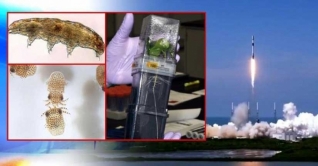 সামুদ্রিক প্রাণী মহাকাশে পাঠাচ্ছে নাসা সামুদ্রিক প্রাণী মহাকাশে পাঠাচ্ছে নাসা