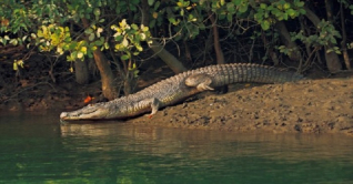 কর্মচাঞ্চল্য ফিরেছে সুন্দরবনে, উচ্ছ্বাসে পর্যটক ও জেলেরা