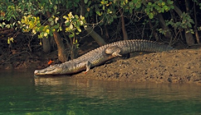 ছবি: সংগ্রহিত।
