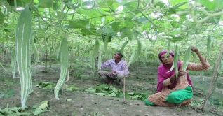 জয়পুরহাটের গ্রামে গ্রামে নিরাপদ সবজি উৎপাদন চলছে জয়পুরহাটের গ্রামে গ্রামে নিরাপদ সবজি উৎপাদন চলছে