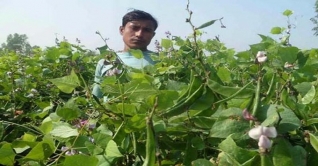 আগাম সবজির দামে খুশি কুমিল্লার চাষিরা আগাম সবজির দামে খুশি কুমিল্লার চাষিরা